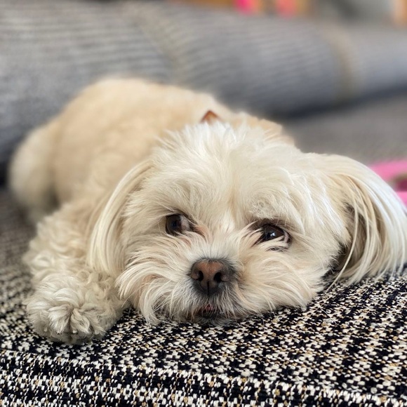 Meet your Posher, Rui - Picture 1 of 1